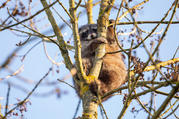 Ein niedlicher Waschbär schläft entspannt auf einem Baum zwischen den Ästen und genießt die warme Wintersonne. Diese ruhige Szene vermittelt ein Gefühl von Frieden und Naturverbundenheit.