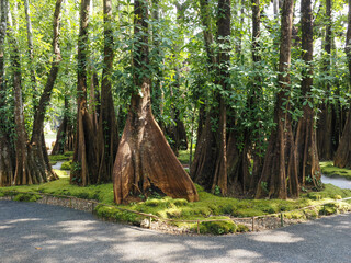 Jungle forest with tropical trees Adventure background
