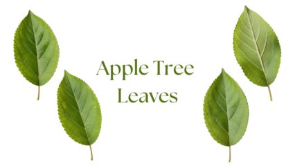 Apple Tree Leaves PNG Set, Four Highly Detailed 4K Green Apple Leaves with Oval Shape, Softly Serrated Edges, and Natural Veins Isolated on White Background for Botanical and Nature Design