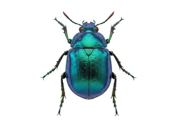 Iridescent green beetle isolated PNG on transparent background, shiny insect with metallic sheen for nature and science projects