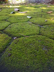 Low-angle view of moss-covered paving stones with soft sunlight and scattered dry leaves, creating...