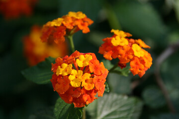 Orange and Yellow Flower Bud with Green Leaves, Close-Up Nature Photography