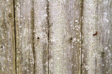 The texture of old mossy unpainted boards. Old wooden planks