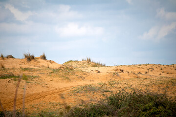 A beach or sand dune against a cloudy sky background. Desert environment concept. 