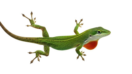 Green anole lizard with red throat gorgeous detail on white background