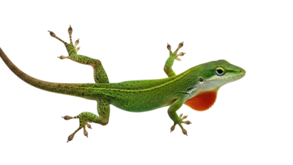 Green anole lizard with red throat gorgeous detail on white background