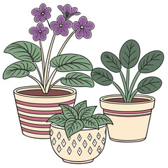 Three potted houseplants with purple flowers and green leaves potted plant African violet