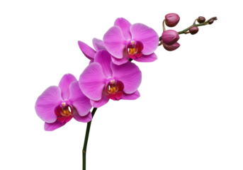 Elegant pink orchid flower isolated PNG on transparent background, beautiful tropical bloom with buds for wedding and spa design