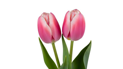 Two pink tulips on white background