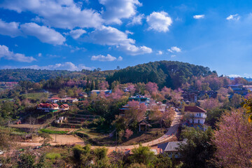 Fototapeta premium Pink blossom Sakura flower or Prunus Cerasoides full bloom in Ban Rong Kla Village with the natural high area at Phu Lom Lo Mountain Loei, and Phitsanulok, Thailand.