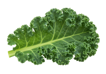 Fresh green kale leaf isolated PNG, curly kale vegetable on transparent background for healthy eating and vegetarian recipes