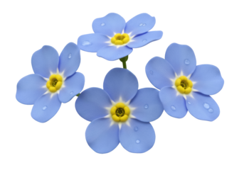 Beautiful forget-me-not flowers PNG isolated on transparent background, delicate blue blossoms for spring designs
