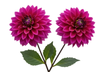 Two magenta dahlia flowers isolated PNG on transparent background, vibrant floral design element for wedding invitations and graphic projects