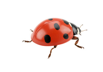 Red ladybug PNG isolated on transparent background, close-up of a ladybird with black spots for nature and biology concepts