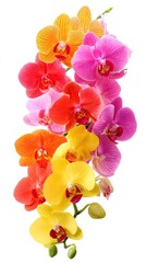 Colorful Orchid Bouquet Against White Background