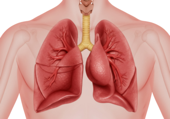 Human lungs isolated PNG on transparent background, anatomical respiratory system with trachea and bronchi for medical and educational use