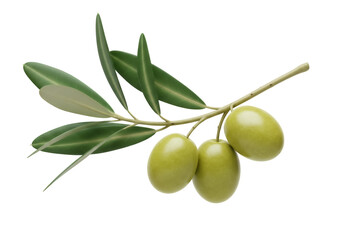 Green olives branch isolated PNG on transparent background, fresh olive fruits with leaves for healthy food and Mediterranean cuisine