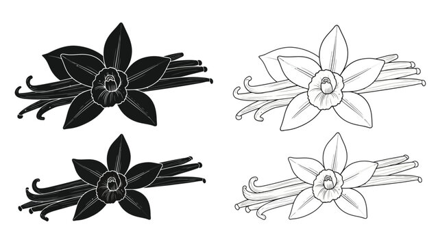 Detailed botanical illustration of vanilla bean flowers in various shades