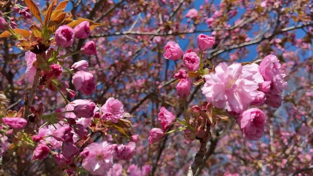 Stunning abundant double pink blossoms of Kanzan sakura cherry tree in spring.