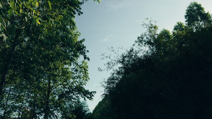 Obraz premium Serene View of Lush Green Trees Against a Bright Sky in a Tranquil Natural Setting