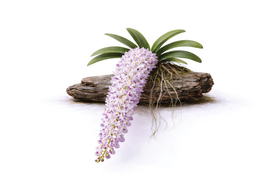 Purple White Rhynchostylis Orchid with Long Hanging Flower Spike on Natural Wood Log Isolated on White