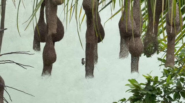 The baya weaver (Ploceus philippinus) completing his nest on a coconut plant. This bird is a weaverbird found across the Indian subcontinent and Southeast Asia.