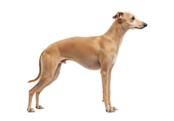 Elegant fawn Italian Greyhound dog isolated PNG, graceful purebred sighthound standing on transparent background for design projects