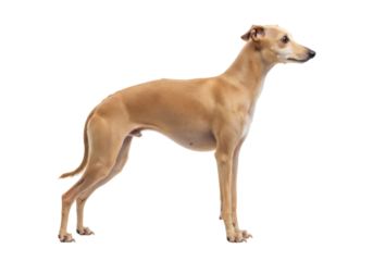 Elegant fawn Italian Greyhound dog isolated PNG, graceful purebred sighthound standing on transparent background for design projects