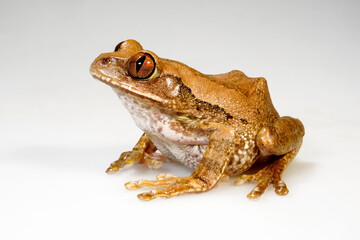 Naklejka premium Silvery tree frog, Triad tree frog // Silberbaumfrosch, Waldsteiger-Frosch (Leptopelis argenteus)