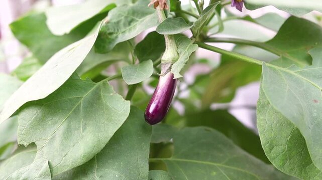 Brinjal or eggplant hanging on a plant
