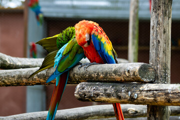 Couple de perroquet type Ara  