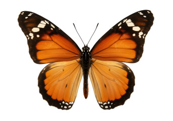 Fototapeta premium Monarch butterfly PNG isolated on transparent background, orange and black wings with white spots, beautiful insect for design projects