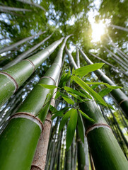 Fototapeta premium Upward view of tall bamboo stalks in a forest.
