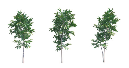 Pedunculate Oak front view alpha channel no background