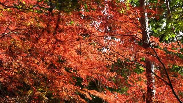 Beautiful Autumn View in Obu Okura Park (Aichi Prefecture, Japan)