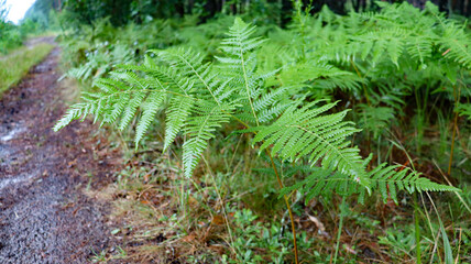 fern in the forest near the road © Екатерина Клишевич