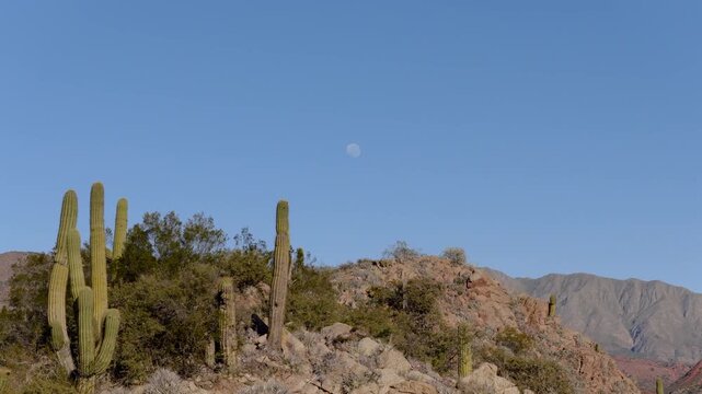 Fast push-in focusing on the tall structural Card&oacute;n cactus native Cereus species that dominates the rocky arid terrain of Cuesta de Miranda region with moon is visible, Chilecito, La Rioja Argentina