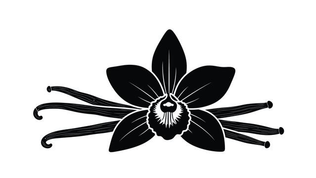 Detailed black and white illustration of a vanilla flower and bean pod