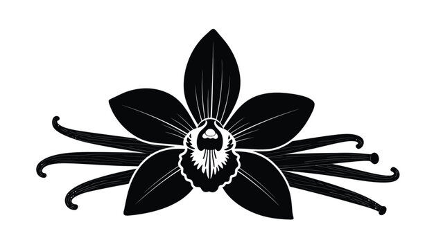Stylized black and white illustration of a vanilla orchid flower