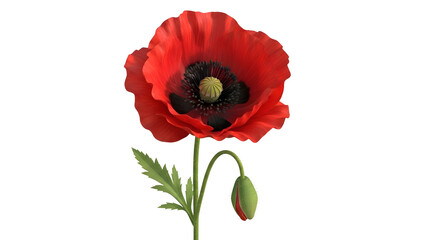 Obraz premium A single red poppy flower isolated on a clean white background, showing natural beauty and vibrant color