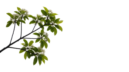 Cluster of small white flowers with green leaves on thin branches isolated on a transparent background