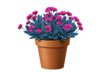 Pink flowering succulent in pot PNG isolated on transparent background, houseplant for indoor gardening and decoration