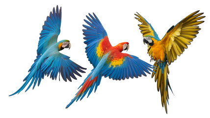 Fototapeta premium Three colorful macaws flying with spread wings, blue, red, yellow feathers isolated on transparent background
