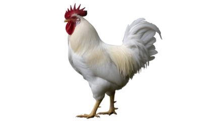 A white rooster with red comb and wattle stands proudly on yellow legs and sharp claws isolated on transparent background
