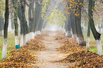 Quiet tree-lined park path covered in autumn leaves on a foggy day, creating a serene and atmospheric seasonal landscape.