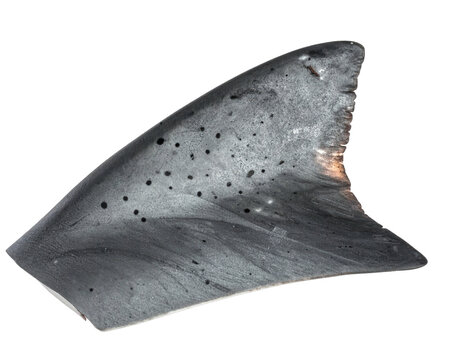 Dorsal fin detail showing texture and dark spots against a pure black background