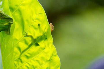 Usambara gecko or Alocasia macrorrhizos ion the other side of green elephant ear leaf.