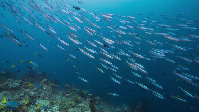 A huge school of fish swims through frame changing direction from external unseen predator stimuli