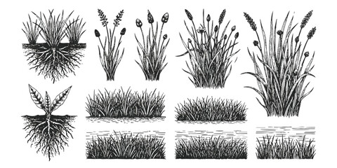 A collection of black and white hand drawn illustrations of marsh plants and grasses © md