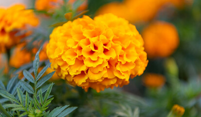 Yellow marigold flower. Tagetes flower in summer. Beautiful yellow marigold bloom in nature. Composition of nature. Summer blooming flower. Blooming flower yellow color